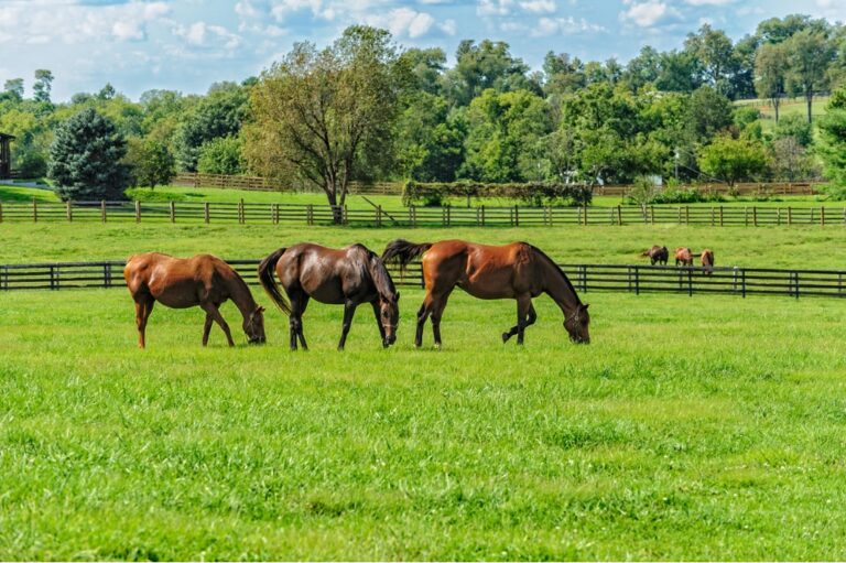 Ocala Ranches Most Trusted Broker in Ocala Horse Farms For Sale
